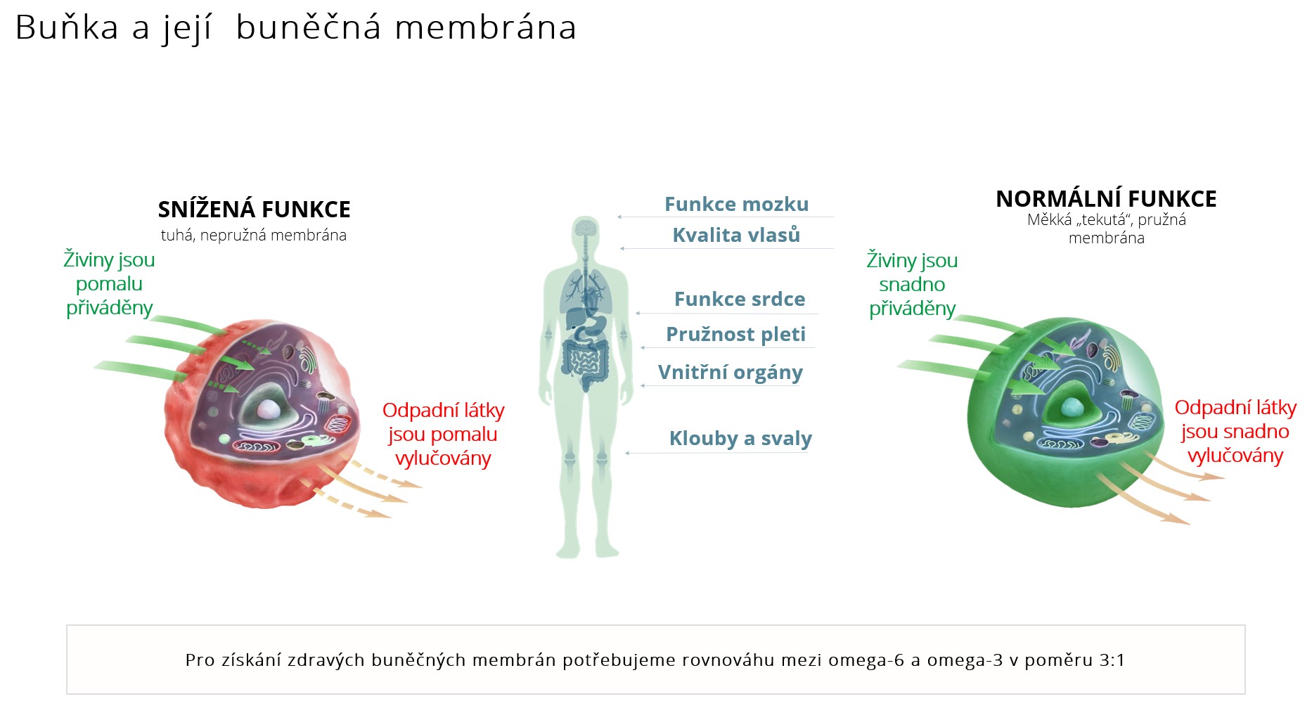 membrána v nerovnováze a v rovnováze